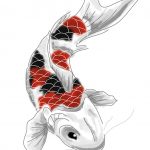 Koi 